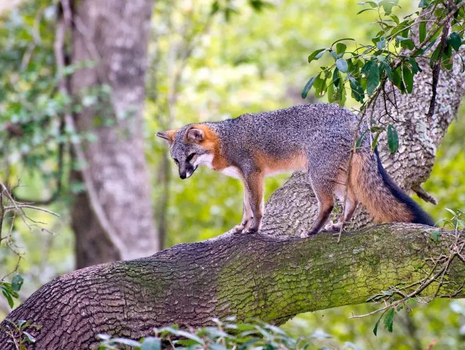 Tree-climbing grey fox: desert canid rewrites arboreal norms