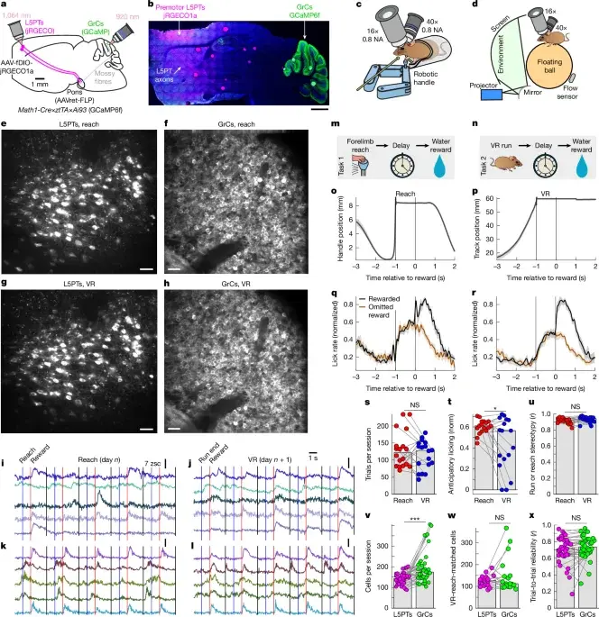 Cerebellar granule cells rotate neural trajectories to distinguish overlapping tasks