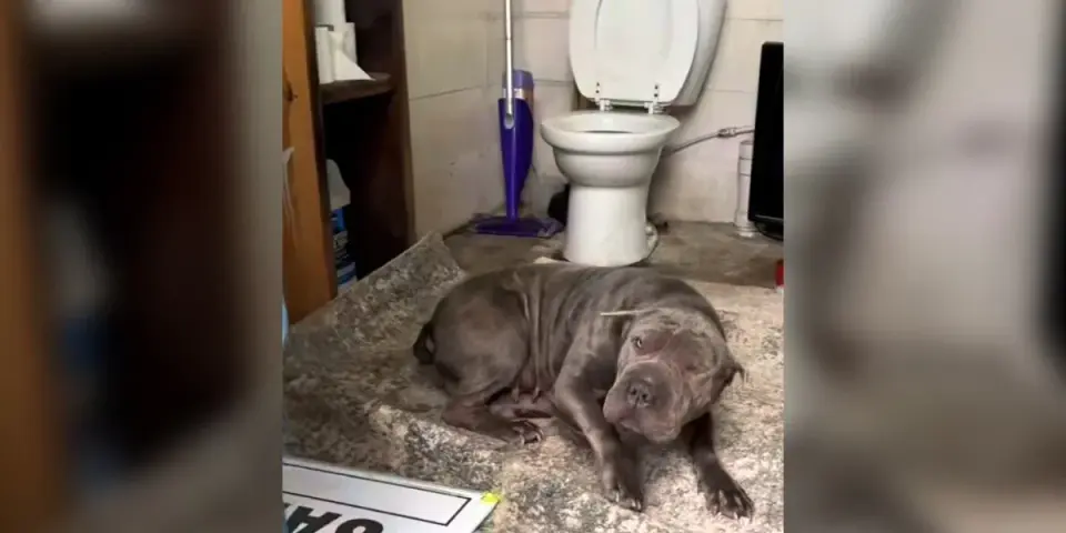 From Landfill Bathroom to Forever Home: A Shar-Pei’s Rescue Tale