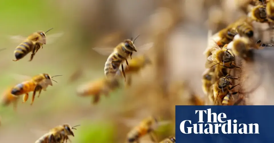 Warm Winters Push North American Bee Swarms Forward, Upending Beekeeping