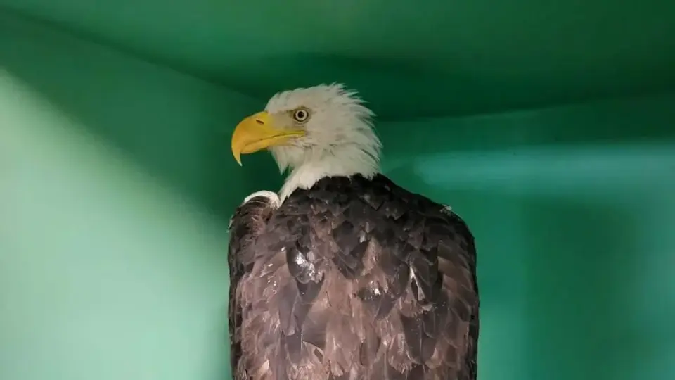 Jackie the Bald Eagle Battles Critical Illness as Vets Strive to Stabilize Her