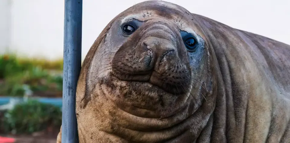 From Hobart's Beach to Worldwide Legend: Neil the Seal's Viral Fame