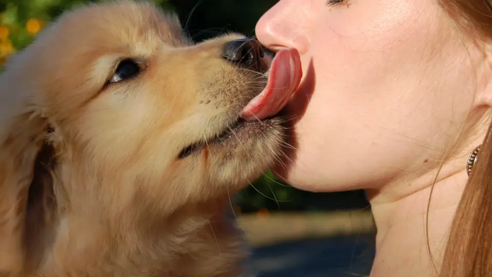 Polish Study Links High Oral Parasite Rates in Dogs to Human Contact