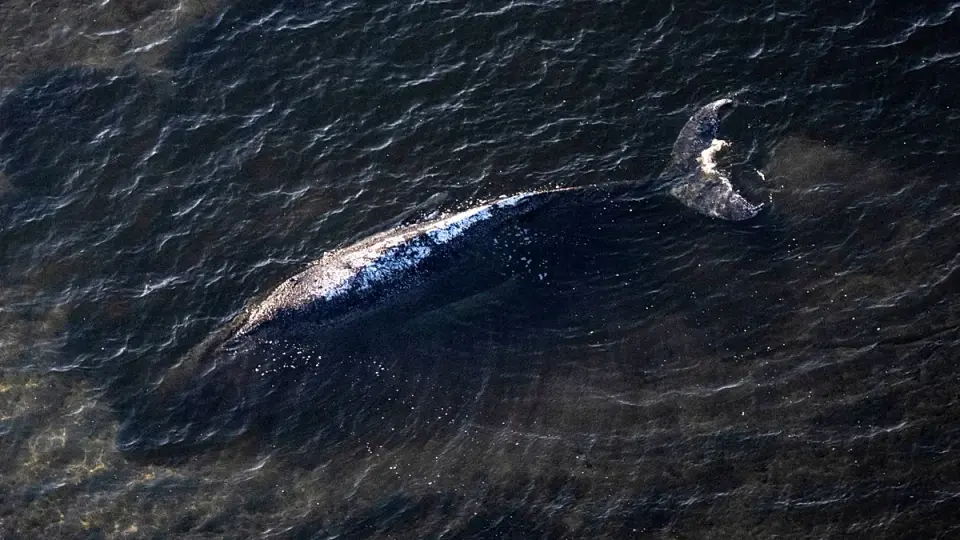 Denmark moves Timmy the whale offshore to avert explosive gas risk