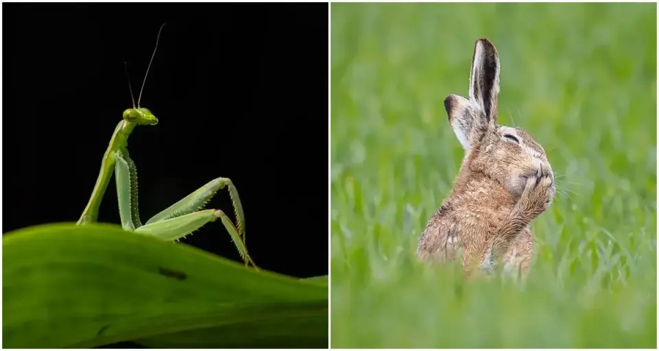 2026 Nikon Comedy Wildlife Awards Finalists Highlight Global Humor in Conservation