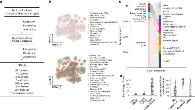 New Atlas Maps Human Neutrophil Diversity to Predict Disease Outcomes