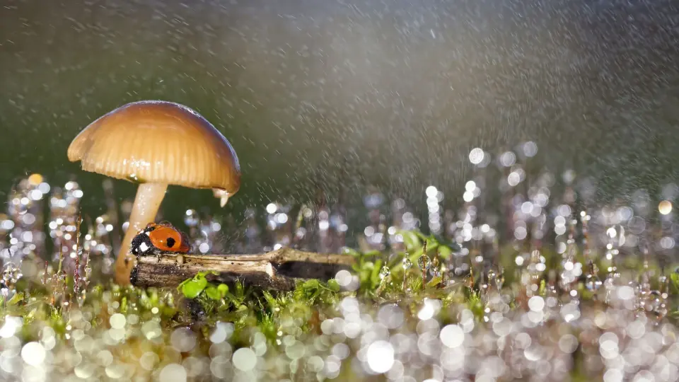 Fungi borrow bacterial ice-maker to influence rain
