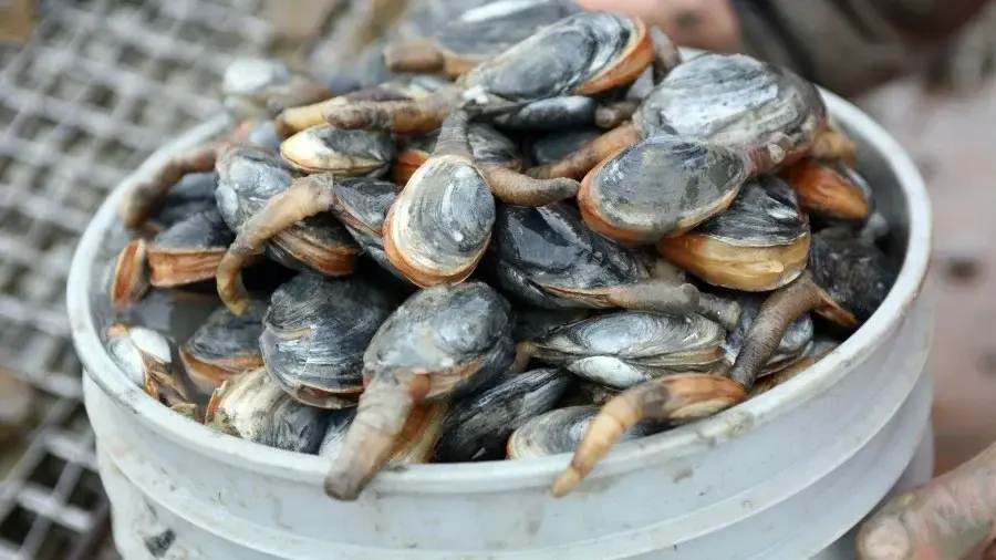 West Coast Soft-Shell Clams Confront Severe Contagious Cancer Outbreak