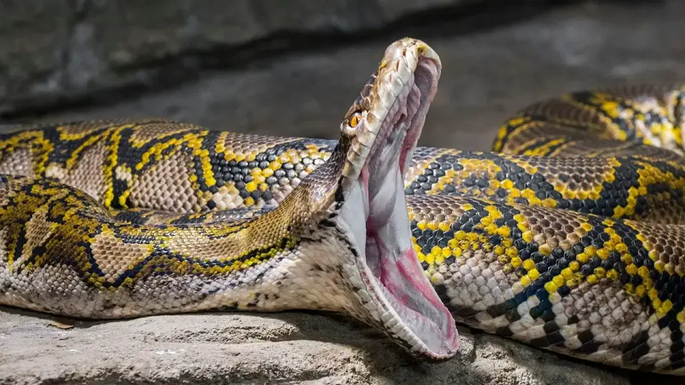 Wildlife Influencer Mike Holston Nearly Defeated by 19-Foot Reticulated Python in Viral Encounter