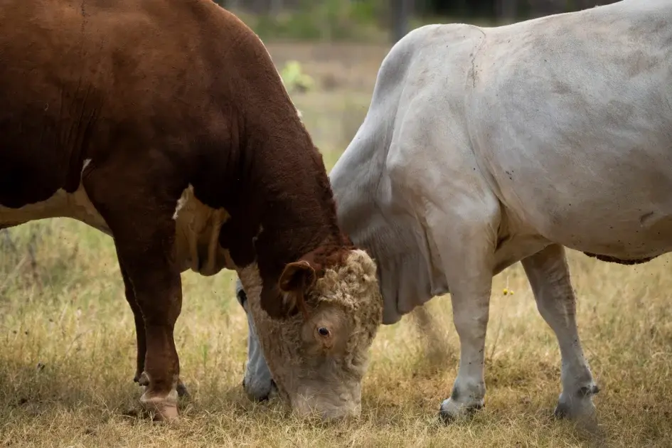 USDA probes suspected screwworm case in South Texas
