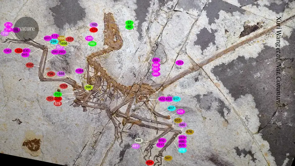 New Chinese Fossil Suggests Flight Evolved Independently in Birds and Microraptorines