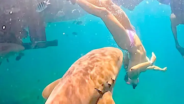 Viral Clip Replays Tayane Dalazen’s Nurse Shark Encounter Off Brazil