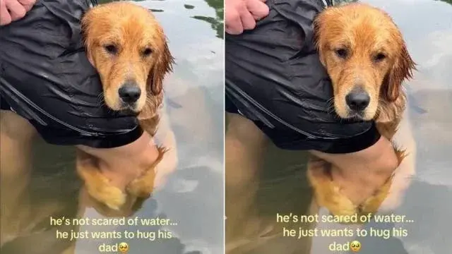 Golden Retriever’s Lake Hug Proves Water Time Is Bonding Time