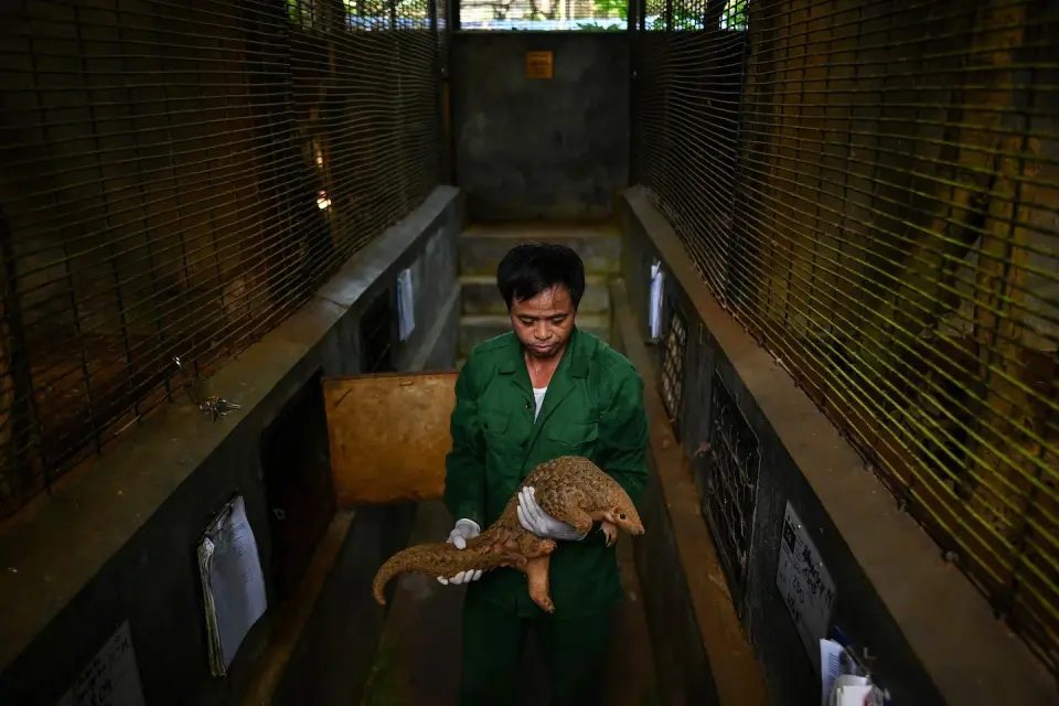 Wildlife trade tied to global disease spread, new study shows