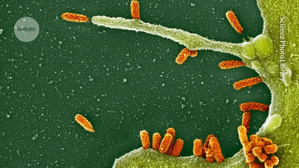 Moderna’s mRNA flu vaccine cleared for older adults, promising faster strain updates