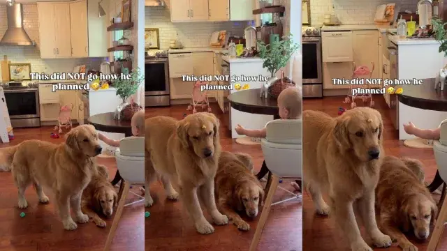 Golden Retriever’s Baby-Food Heist Goes Hilariously Wrong