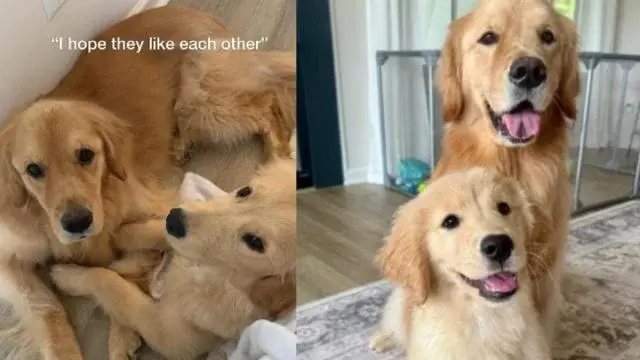 Two Golden Retrievers Meet, and a Heartwarming Bond Is Born