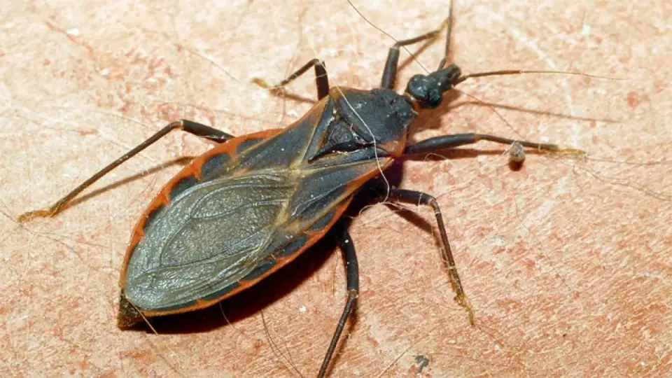 San Diego County Records Its First Locally Transmitted Chagas Case
