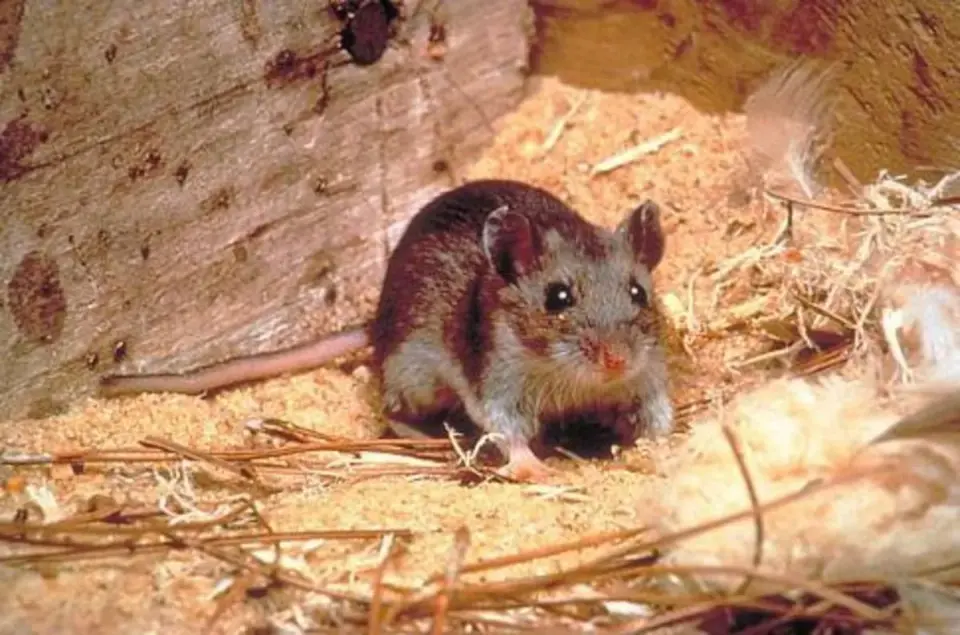 New Study Fuses Millions of Human Neurons into Mouse Brains to Probe Disorders