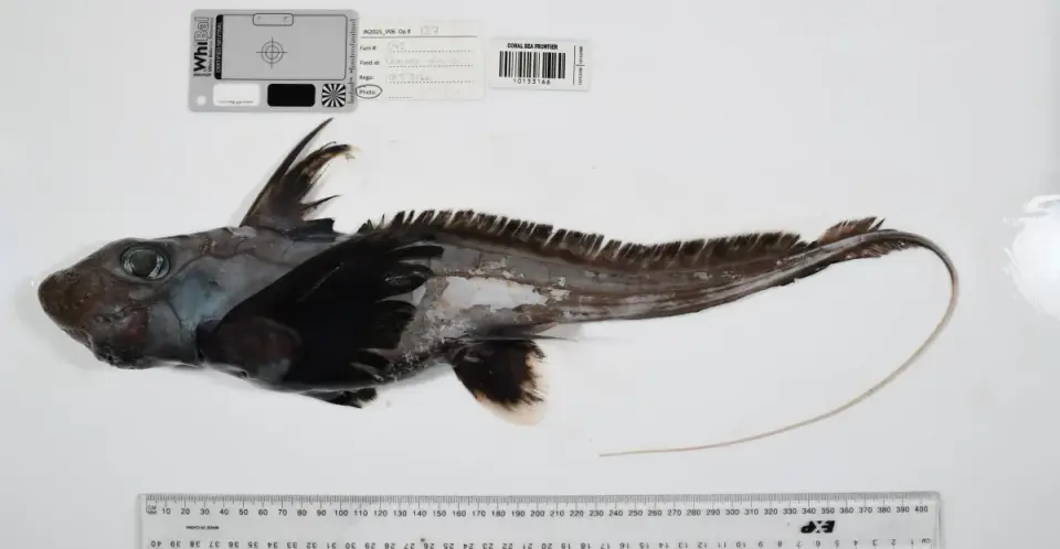 Ocean Census Discovers 1,121 New Ocean Species, From Glass-Walled Worms to Ghost Sharks