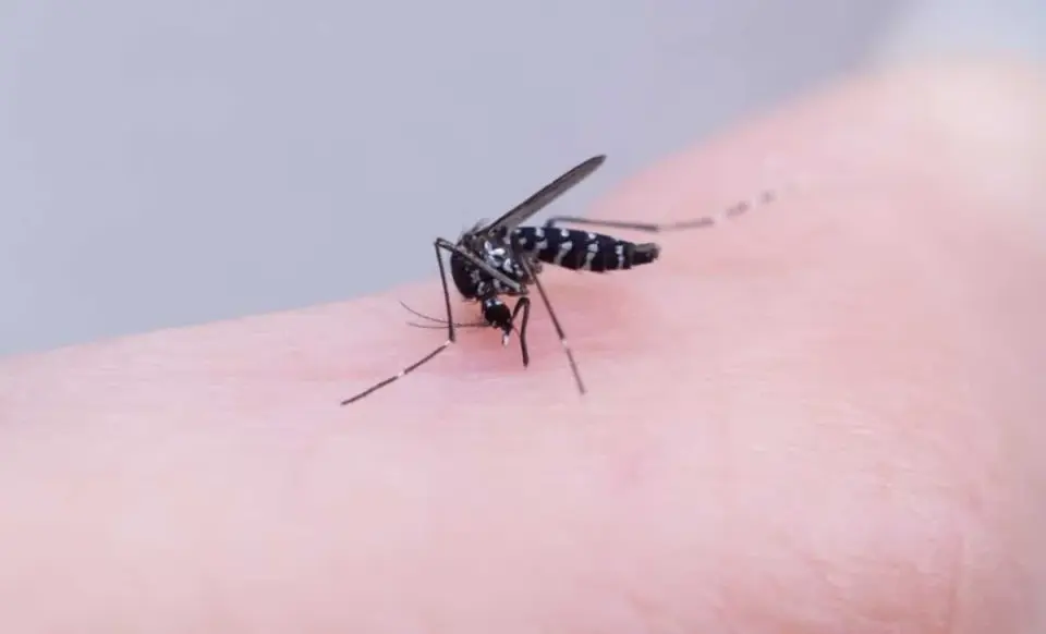 Malaria as the Invisible Cartographer of Ancient Africa
