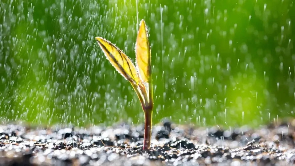 Rainfall Vibrations Wake Rice Seeds, Speed Germination