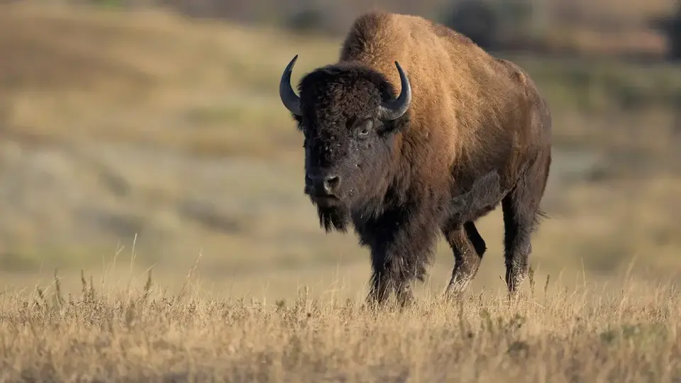 Yellowstone Bison Punctures Tour Vehicle Tire in Viral Clip