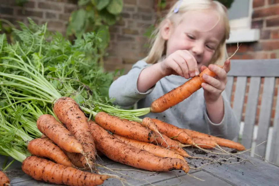 New Report Warns Crop Nutrient Density Has Halved Since 1960s