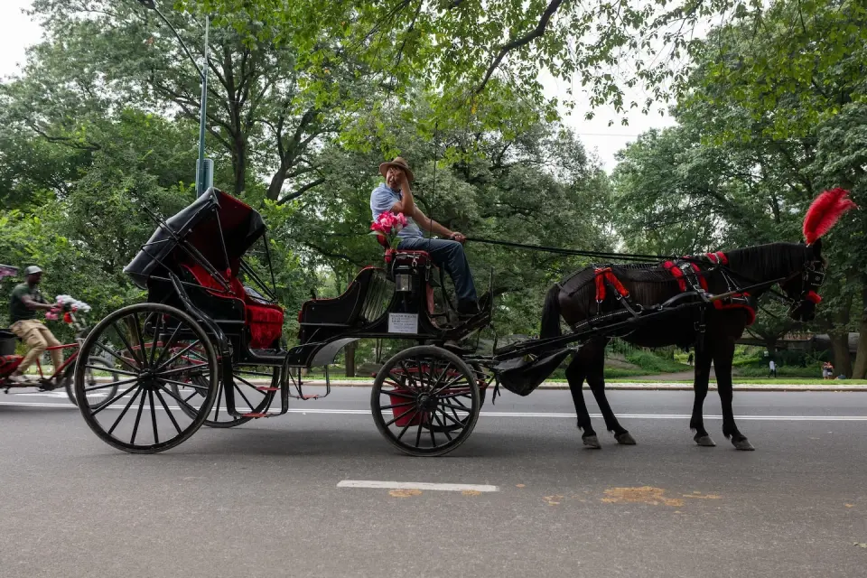 NYC Council to Vote on Historic Ban of Central Park Horse Carriages