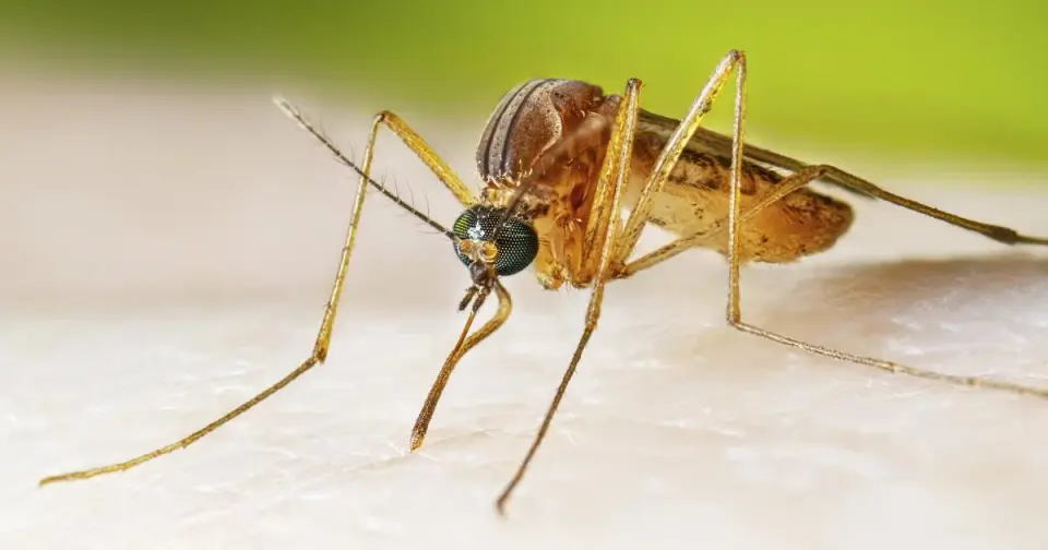 Heat and Habitat Shifts Push California Toward Vector-Borne Disease Spike
