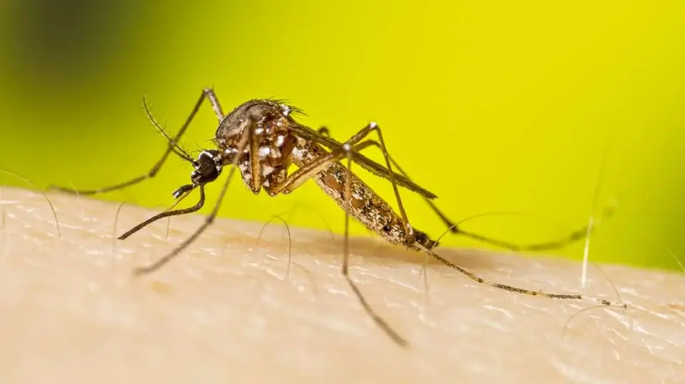 Invasive Aedes aegypti mosquito detected in Davis County for first time
