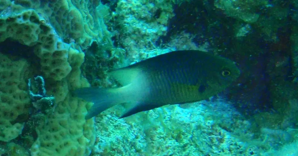Curaçao reef fish ignore slow threats, fleeing only when objects approach faster than 2 m/s