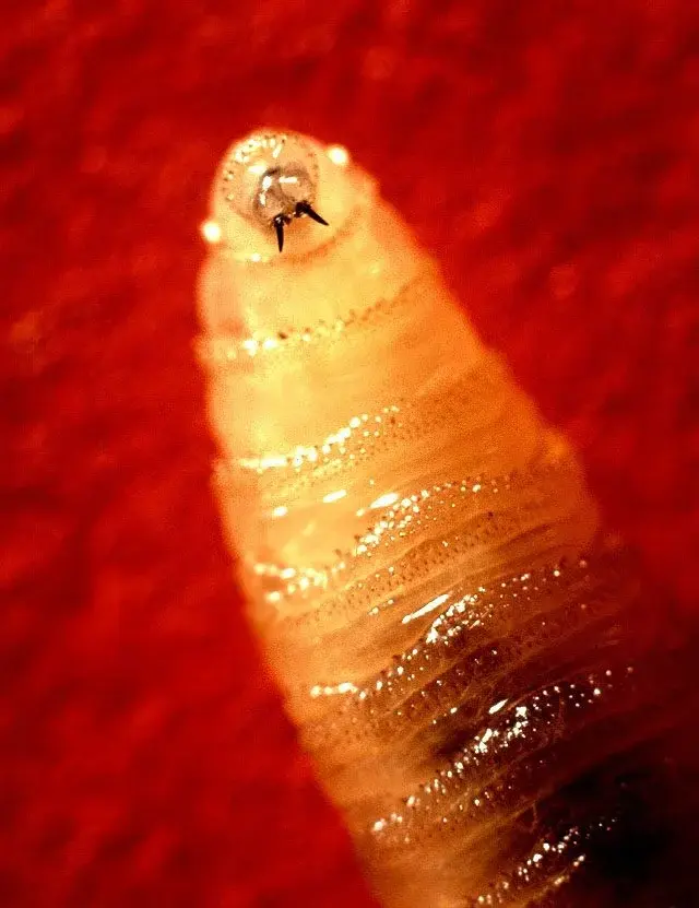 New World Screwworm Returns to US Southwest, Triggering Quarantines and New Tracking Tools
