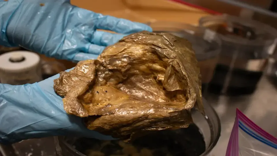 Deep-Sea Gold: Orb Turned Out to Be Anemone Tissue