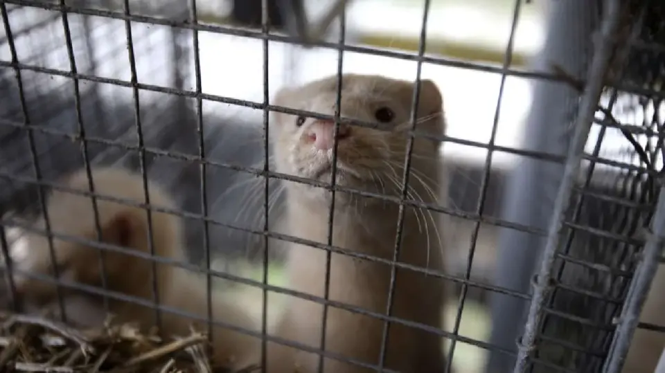 Utah Mink Farm Bird Flu Outbreak Exposes Regulatory Gaps and Public Health Concerns