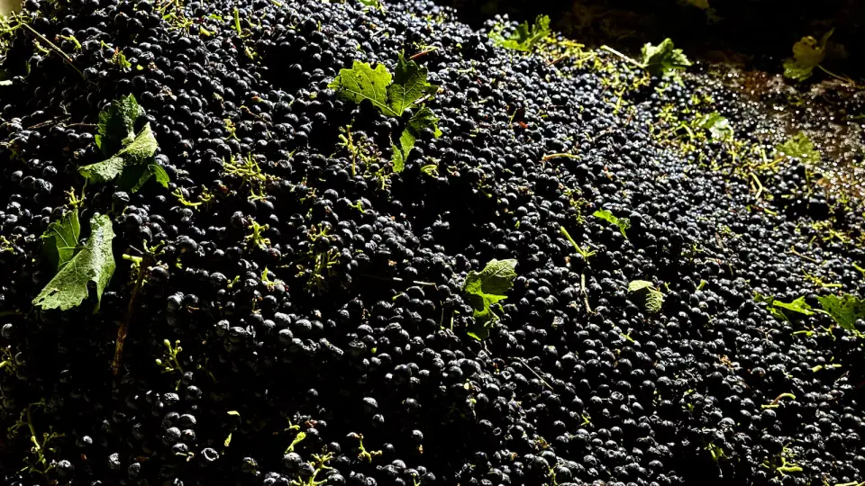 California Vineyard Owners Pull Up Roots as Wine Demand Collapses