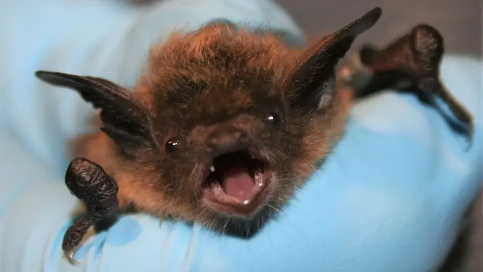 Bat Landing on Sleeping Face Leads to Ontario’s First Local Rabies Death in Years