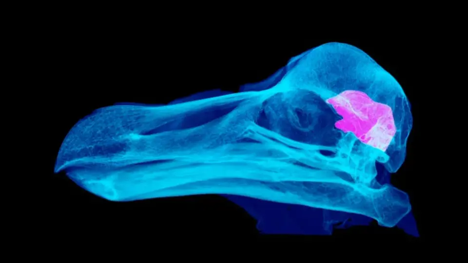 Three Dodo Skulls Reframe the Extinction Narrative
