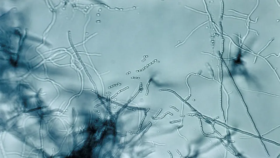 Genome-Mined Megacluster Signals Synergy in Biotin-Targeting Antibiotics