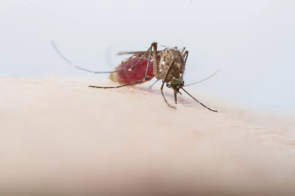 Cayman ramps up mosquito control with daytime aerial larviciding