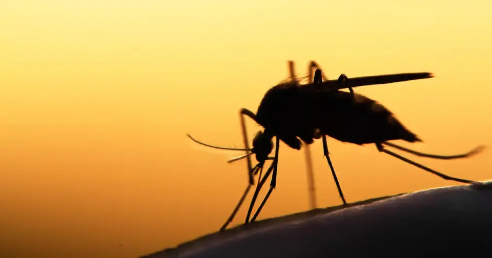 Dayton Park Sprayed After West Nile Virus Detected in Mosquitoes