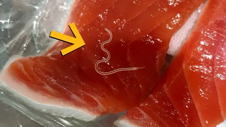Brazilian Study Finds 96% of Skipjack Tuna Infected with Parasites