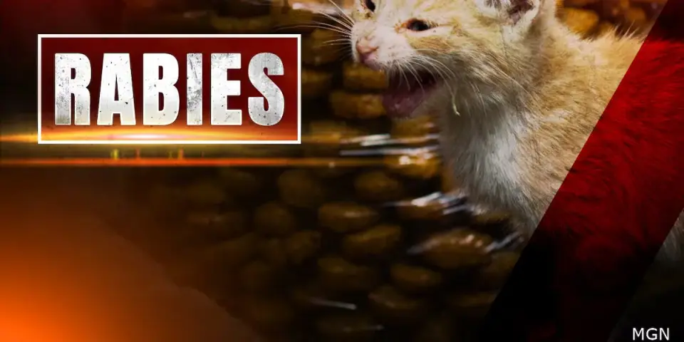Roanoke Health Districts Confirm Rabies in Cat Found Near 11th Street