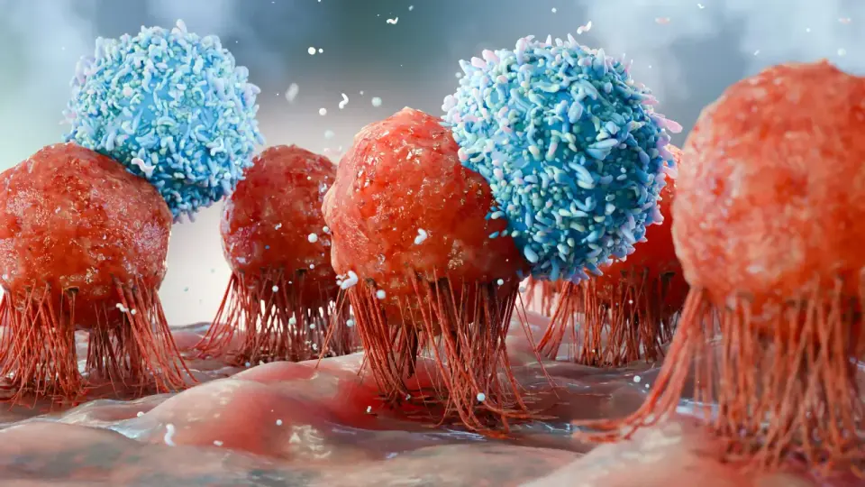 MEK Inhibitors May Prevent T Cell Burnout in Cancer Therapy