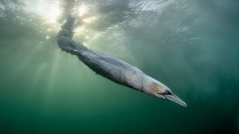 Gannet Dive Wins Bird Photographer of the Year 2026 Amid AI Concerns