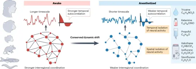 Anesthesia's Neural Signature Persists Across Evolution and in Lab-Grown Brain Models