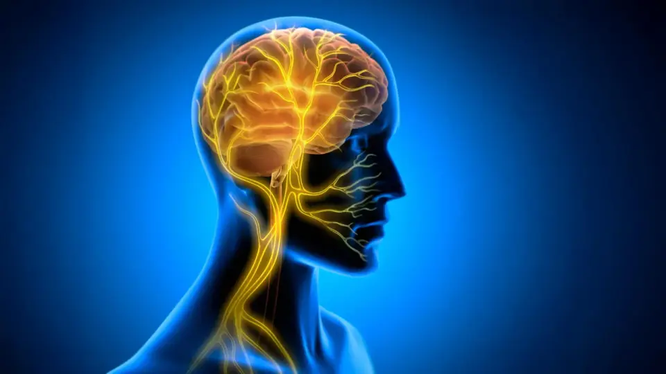 Post-Training Vagus Nerve Stimulation Enhances Long-Term Motor Skill Retention in Mice