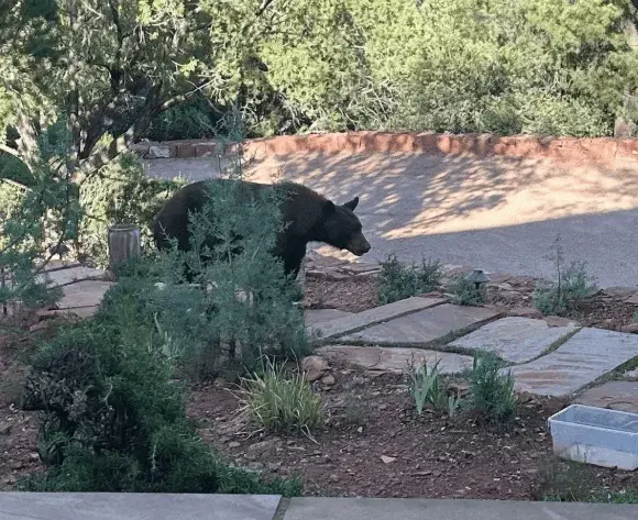 Wildfire-Driven Bears Move Into Sedona Neighborhoods