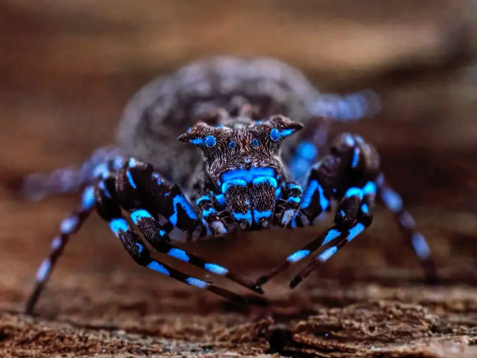 Angola's Lisima plateau uncovers dozens of species new to science