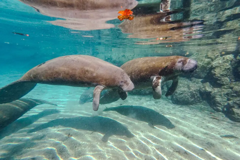 Administration rewrites endangered species safeguards, allowing harm to imperiled wildlife